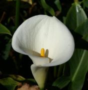 Calla weiss
