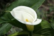Calla weiss