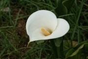 Calla weiss