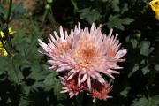 Chrysanthemen