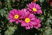 Chrysanthemen