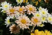 Chrysanthemen