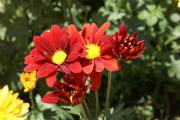 Chrysanthemen