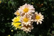Chrysanthemen