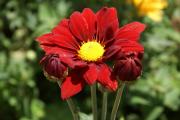 Chrysanthemen