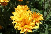 Chrysanthemen