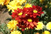 Chrysanthemen