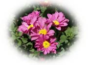 Chrysanthemen
