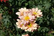 Chrysanthemen