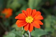 Chrysanthemen
