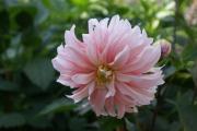 Dahlien