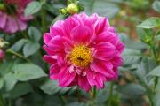 Dahlien