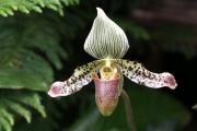 Orchideen