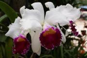 Orchideen