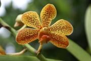 Orchideen