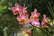 Orchideen