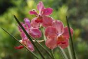 Orchideen
