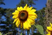 Sonnenblume