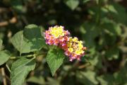 tropische Blumen