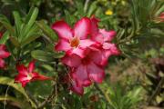 Wüstenrose