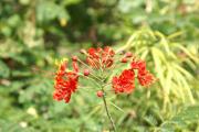 tropische Blumen