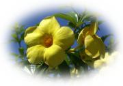 tropische Blumen