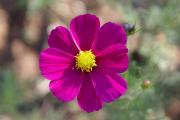 tropische Blumen