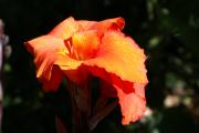 tropische Blumen