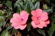 tropische Blumen