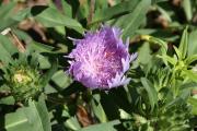 tropische Blumen
