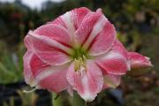 tropische Blumen