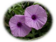 tropische Blumen