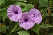 tropische Blumen