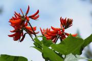 tropische Blumen