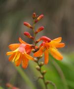 tropische Blumen
