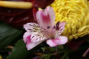 tropische Blumen