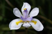 tropische Blumen