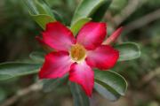 Wüstenrose