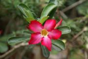 Wüstenrose