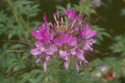 tropische Blumen