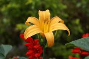 tropische Blumen