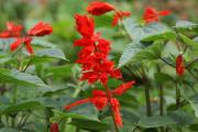 tropische Blumen