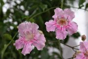 tropische Blumen