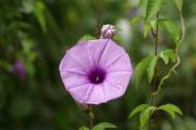 tropische Blumen