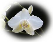 Weisse Orchidee