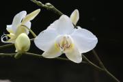 Weisse Orchidee