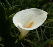 Weisse Calla