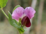 Zuckererbse - Blüte