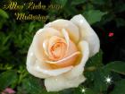 Muttertag's Grusskarte *Alles Liebe zum Muttertag* mit Pfirsich Rose