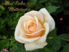 Muttertag's Grusskarte *Alles Liebe zum Muttertag* mit Pfirsich Rose